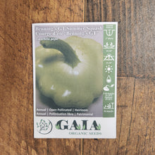 Summer Squash 'Benning's GT' organic
