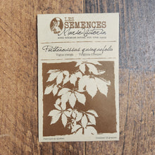 Virginia creeper