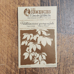 Virginia creeper