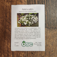 Mountain Sandwort