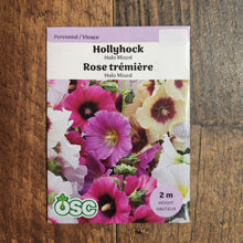 Hollyhock 'Halo Mixed