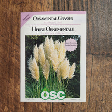  Ornamental Grass 'White Feather Pampas'