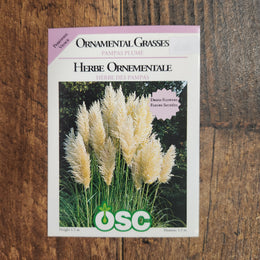  Ornamental Grass 'White Feather Pampas'