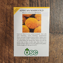 Marigold 'Marvel Gold' 