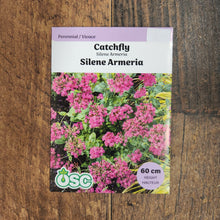 Catchfly