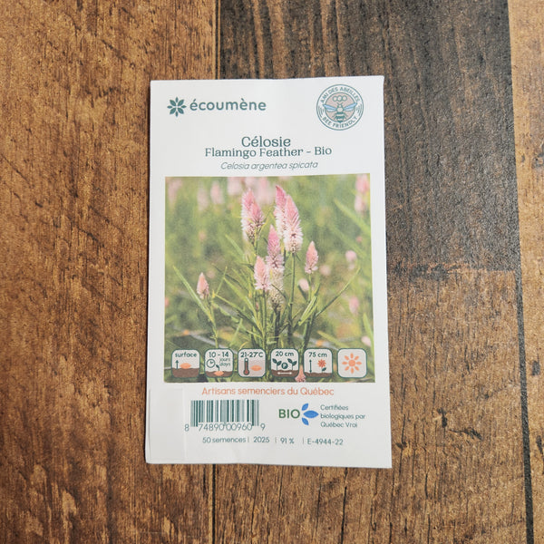 Celosia Flamingo Feather – Organic