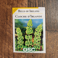 Moluccella 'Green Bells of Ireland'