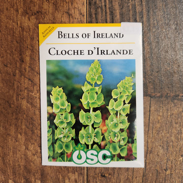 Moluccella 'Green Bells of Ireland'