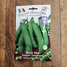 Bush pea 'Sweet Telephono'