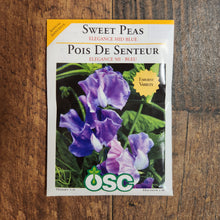 Pois de senteur 'Elegance Mid-Blue'
