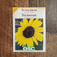 Tournesol nain 'Sunspot'