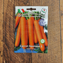 Carrot 'Nantes n°2'
