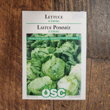 Laitue pommée 'Iceberg'
