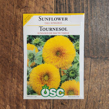 Tournesol 'Tall Sungold'