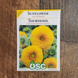 Tournesol 'Tall Sungold'