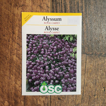 Royal Carpet Alyssum