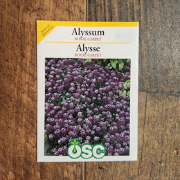 Alyssum 'Royal Carpet'