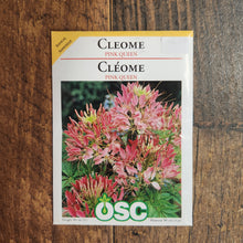 Cleome 'Pink Queen'