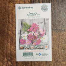 Cosmos 'Sensation' organic