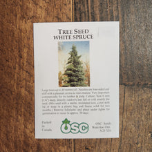 White Spruce