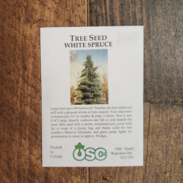 White Spruce