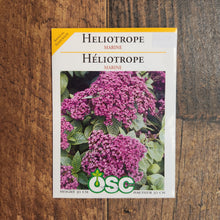 Heliotrope 'Marine'