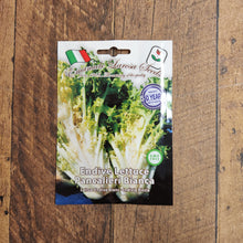 Endive 'Lettuce Pancalieri a Costa Bianca'