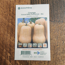 Organic 'Ponca Baby' butternut squash