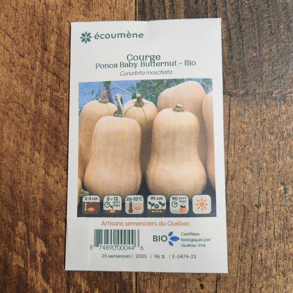 Organic 'Butternut Ponca Baby' Squash