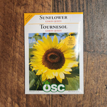Tournesol 'Lemon Queen'
