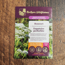 Eupatoire Perforliée