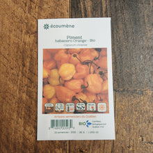 Organic 'Habanero Orange' hot pepper