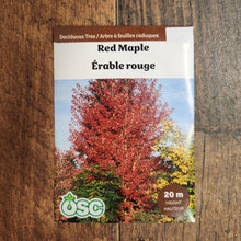 Tree Seeds 'Red Maple' (Deciduous)