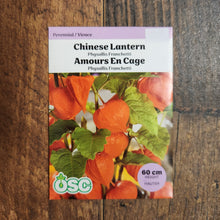 Chinese Lantern 
