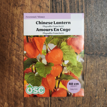 Lanterne chinoise 'Physalis Franchetii'
