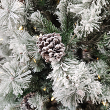 Sapin Whistler