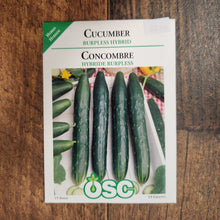 cucumber 'Burpless'