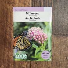 Swamp Milkweed