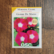 Morning Glory ‘Crimson Rambler’