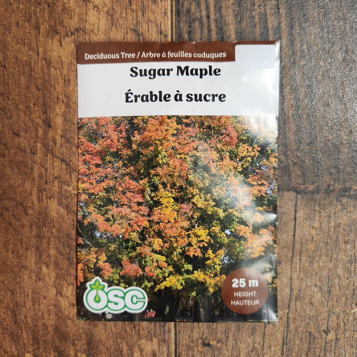 Érable à sucre
