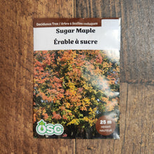 Tree Seed 'Sugar Maple'