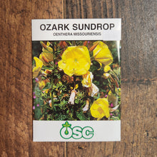 Evening primrose 'Ozark Sundrop' (Oenothera Missouriensis)