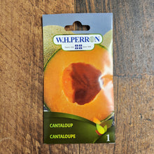 Cantaloupe