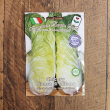 Chicory 'Bianca di Milano'