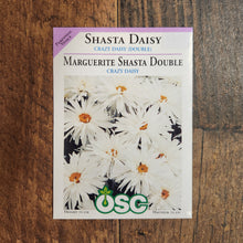 Daisy 'Crazy Daisy Double' 
