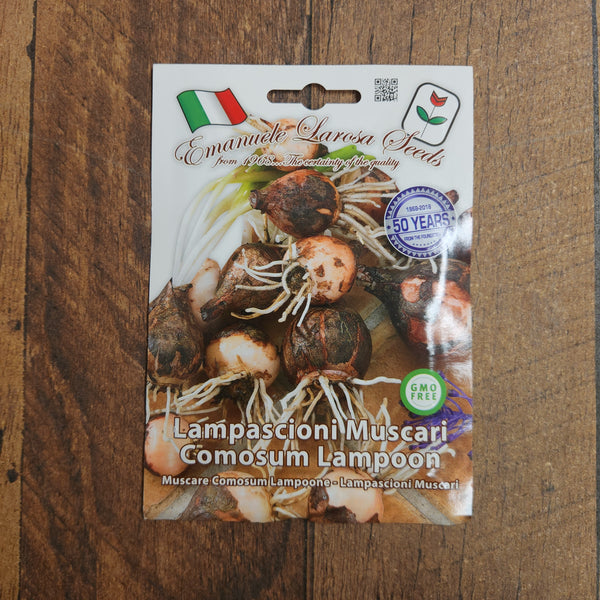 Lampascioni Muscari Comosum Lampoon