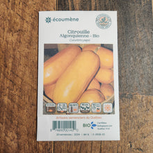 Organic 'Algonquian' Pumpkin
