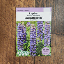 Lupine 'Russell’s Hybrids Blue'