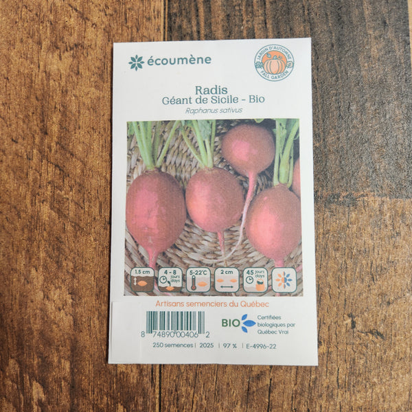 Organic 'Giant of Sicily' radish