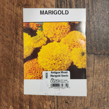 Marigold 'Antigua Mix'